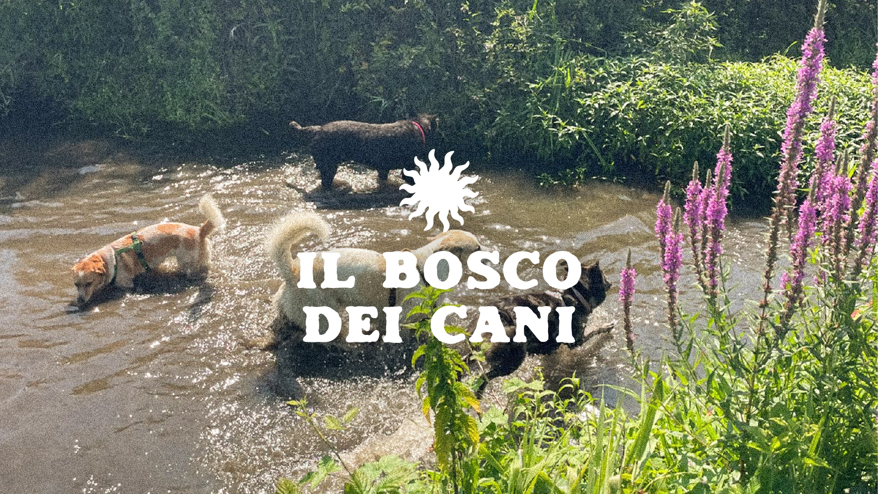 Bosco Dei Cani brand identity