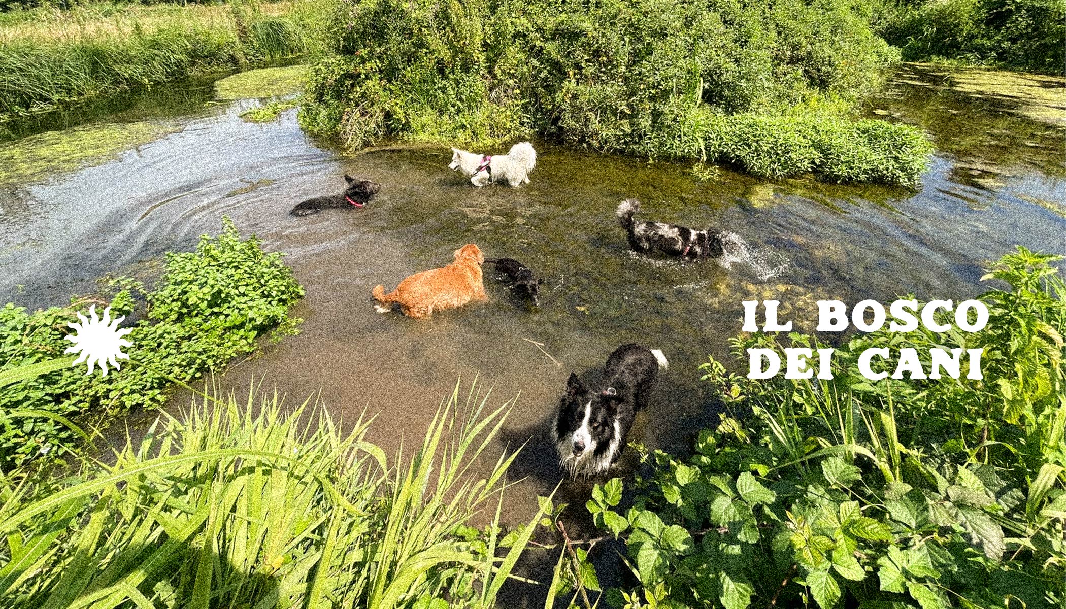 Bosco Dei Cani
